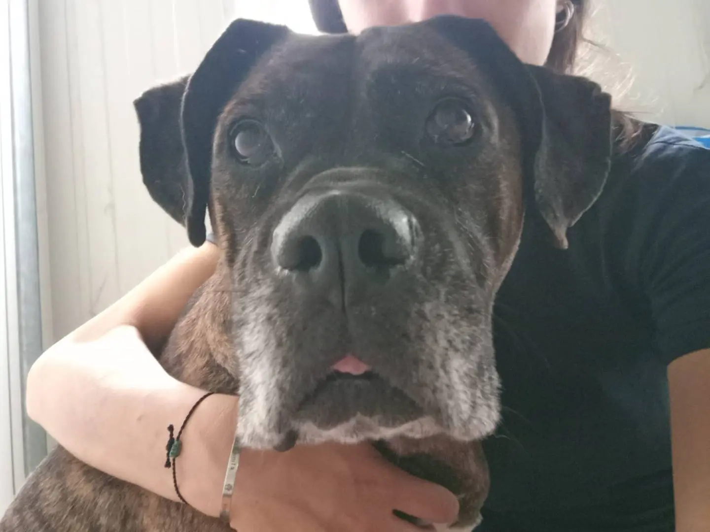 Adozione cane, femmina, Corso Razza sconosciuta, 9 anni e 6 mesi, taglia grande, Milano