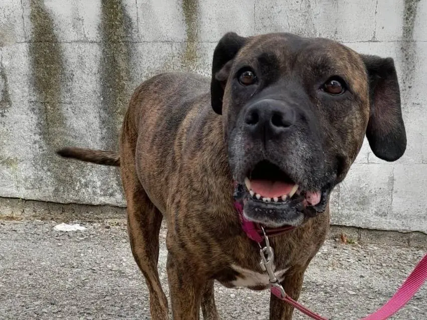Adotta un cane, femmina, 9 anni e 6 mesi, Milano
