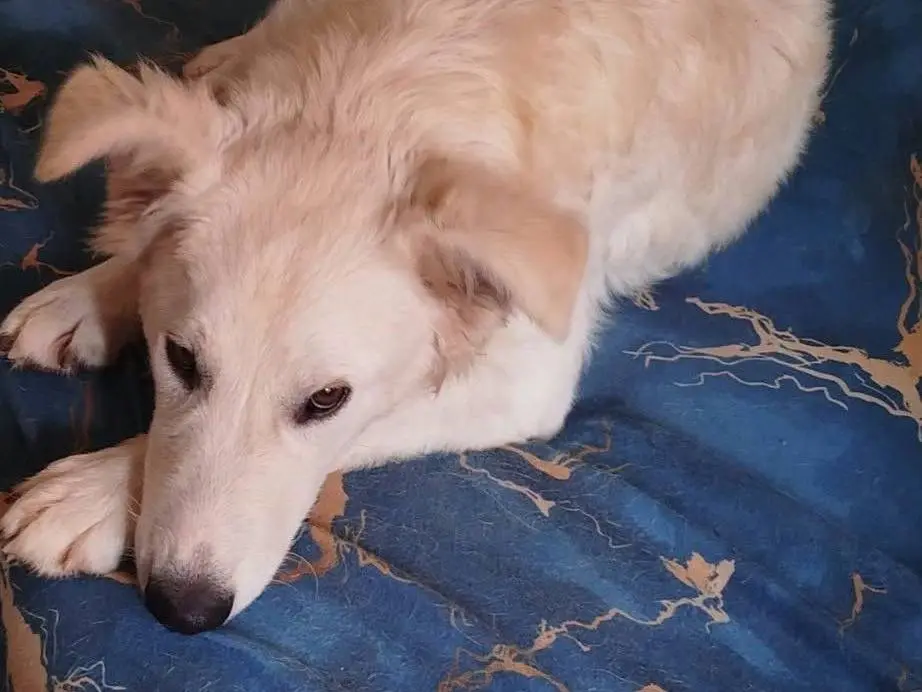 Adozione cane, femmina, Razza sconosciuta Razza sconosciuta, 7 mesi, taglia media contenuta, Latina
