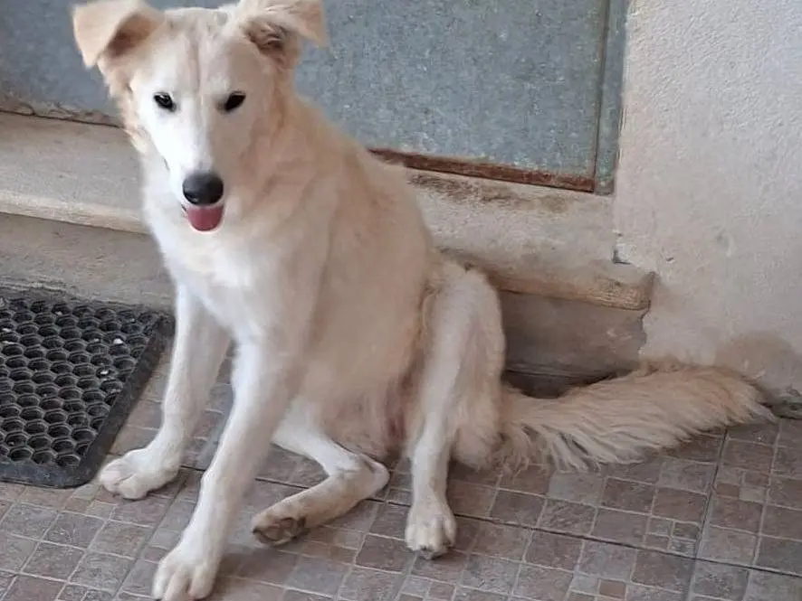 Adotta un cane, taglia media contenuta, femmina, Latina