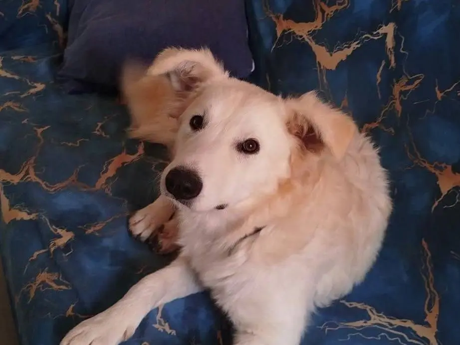 Adotta un cane, femmina, 7 mesi, Latina