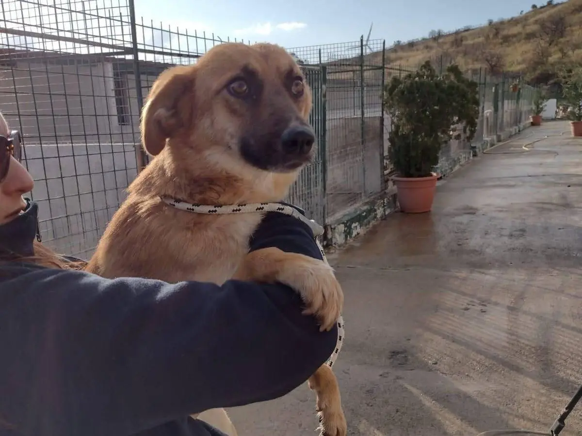 Adozione cane, femmina, Razza sconosciuta Razza sconosciuta, 4 anni e 6 mesi, taglia media, Crotone