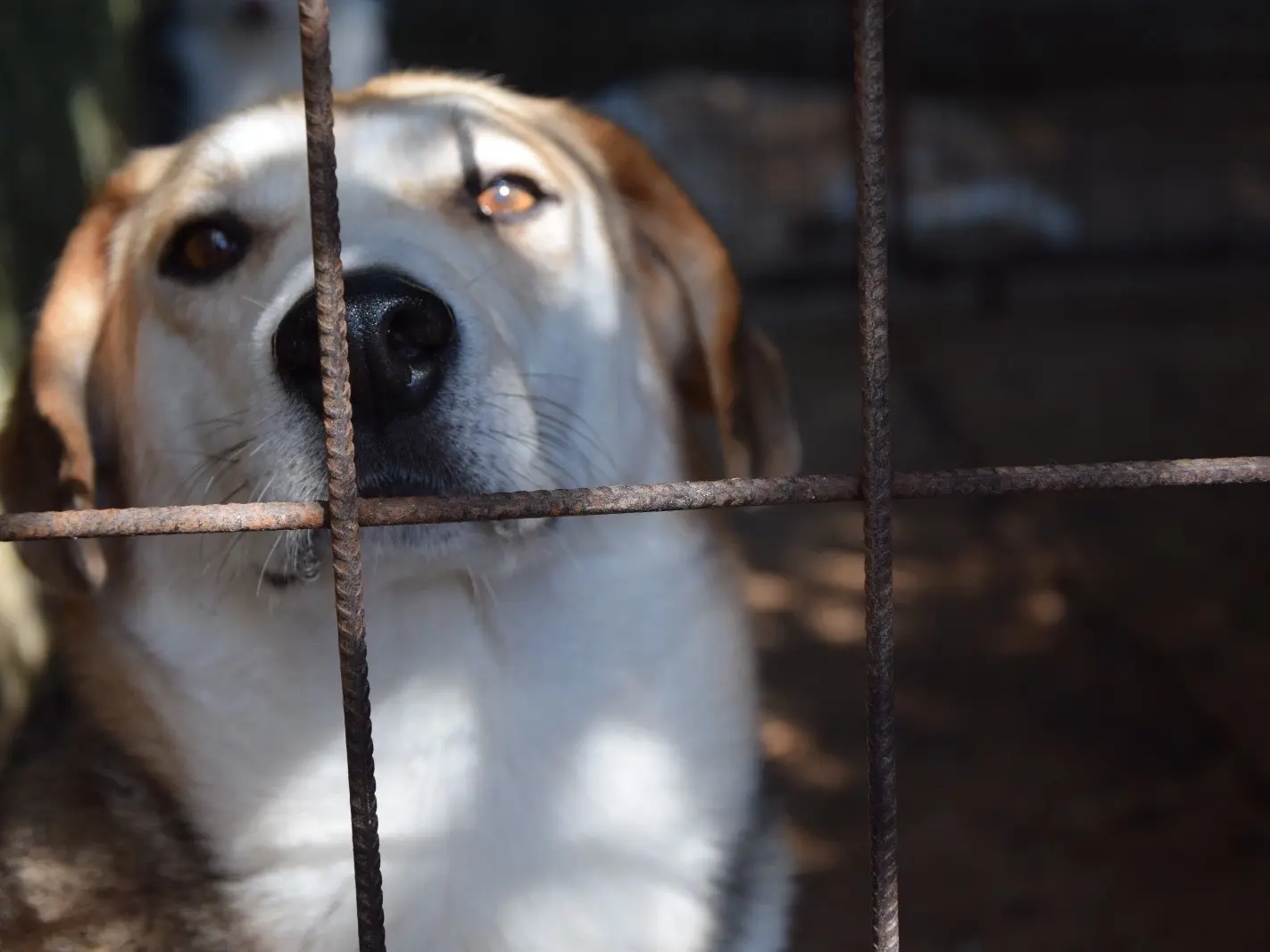 Adotta un cane, maschio, 4 anni e 2 mesi, Pescara
