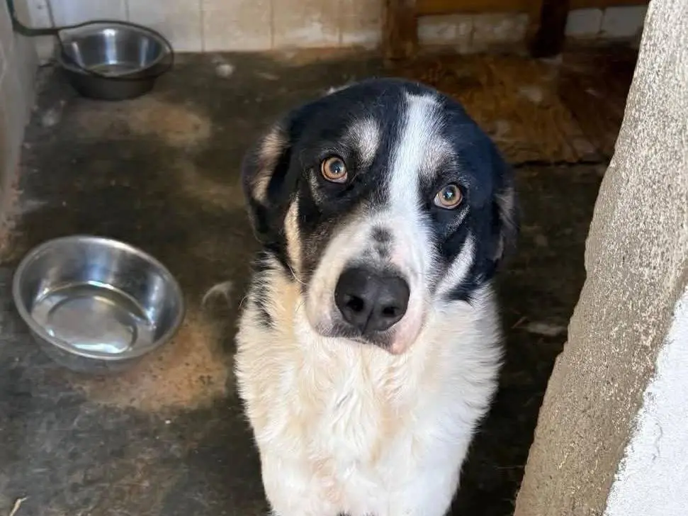 Adozione cane, maschio, Pastore maremmano Razza sconosciuta, 3 anni e 11 mesi, taglia grande, Catanzaro