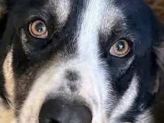Adotta il cane Mirco a Catanzaro