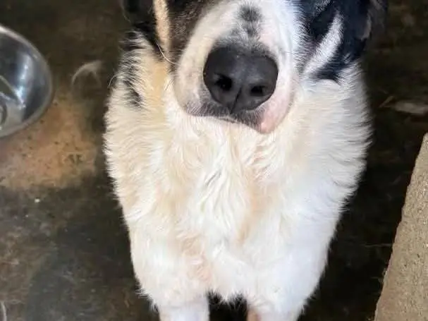 Vuoi adottare un cane a Catanzaro?