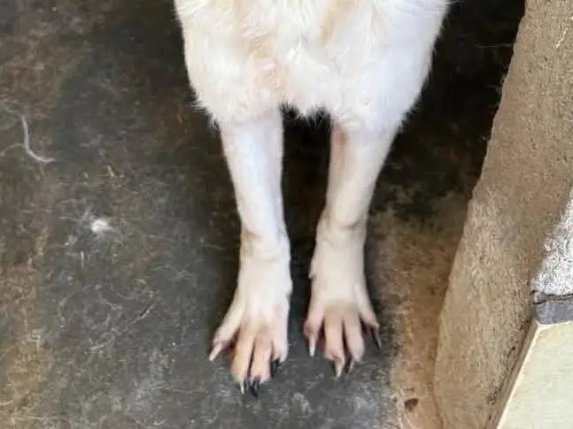 Adotta un cane, taglia grande, maschio, Catanzaro