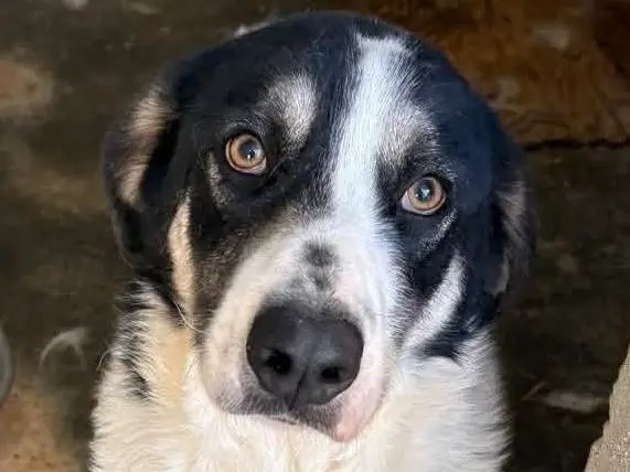 Adotta un cane, maschio, 3 anni e 11 mesi, Catanzaro