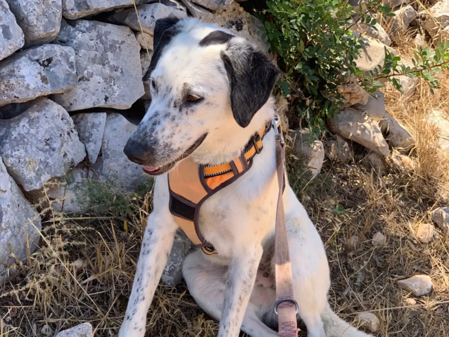 Foto 1 dell'animale