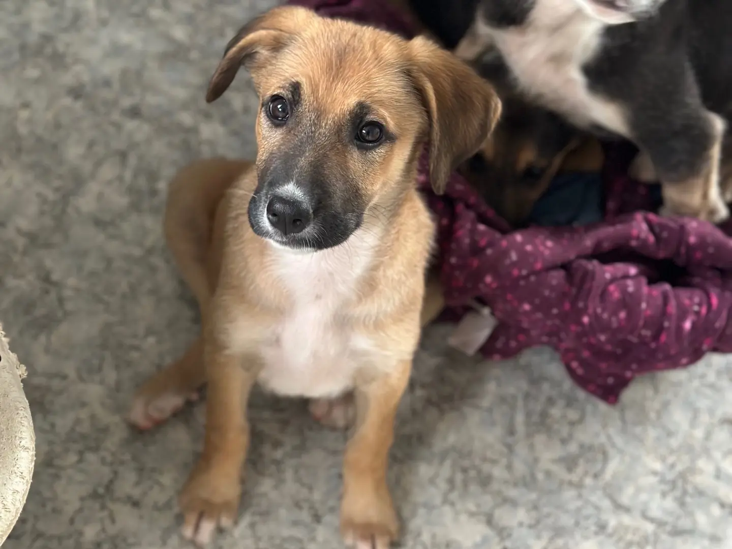 Adotta il cane Kira a Siracusa