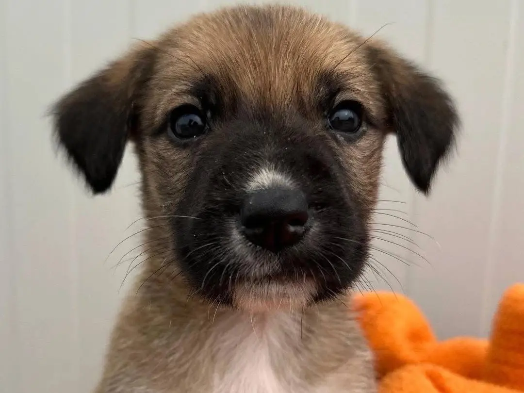 Vuoi adottare un cane a Siracusa?