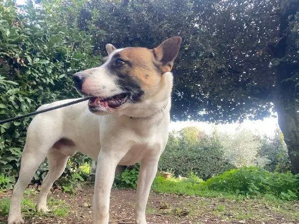 Adotta un cane, taglia media, maschio, Roma