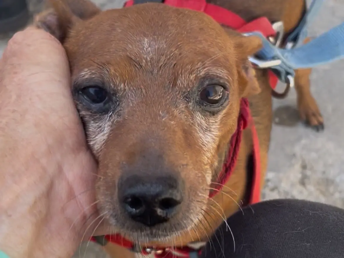 Vuoi adottare un cane a Caserta?
