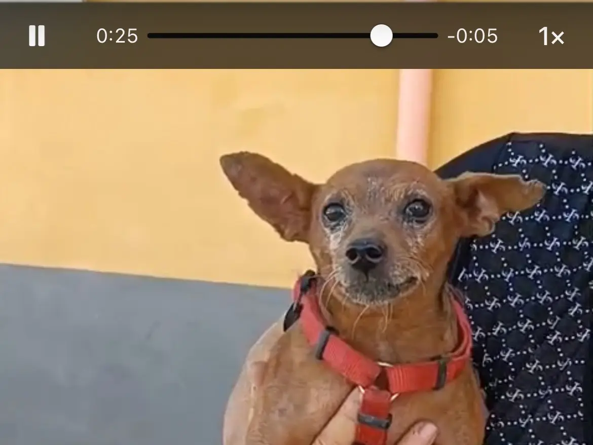 Adotta il cane CICO a Caserta