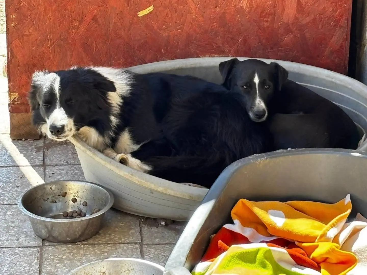Foto 2 dell'animale
