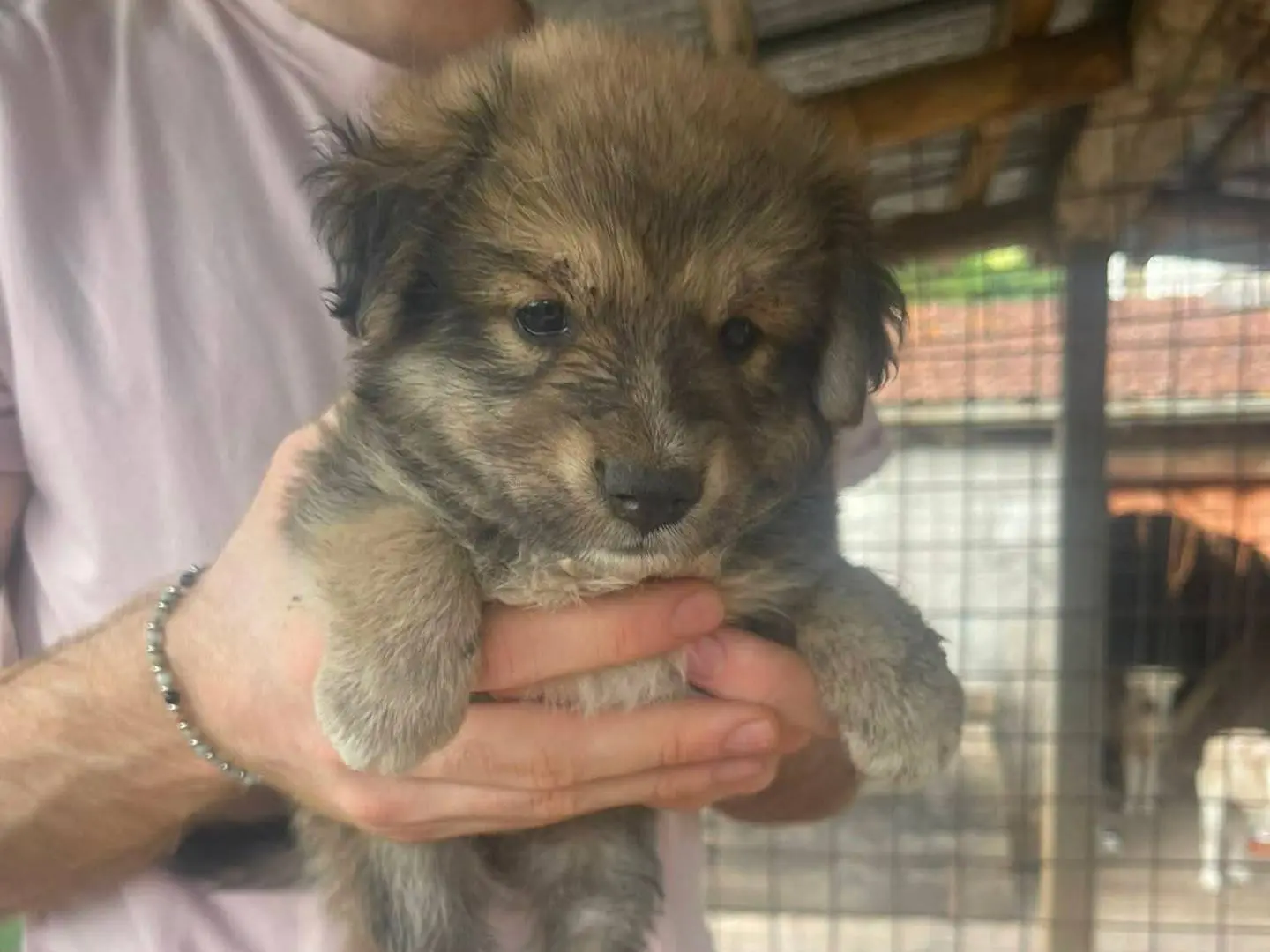 Adozione cane, maschio, Razza sconosciuta Razza sconosciuta, 3 mesi, taglia media, Frosinone