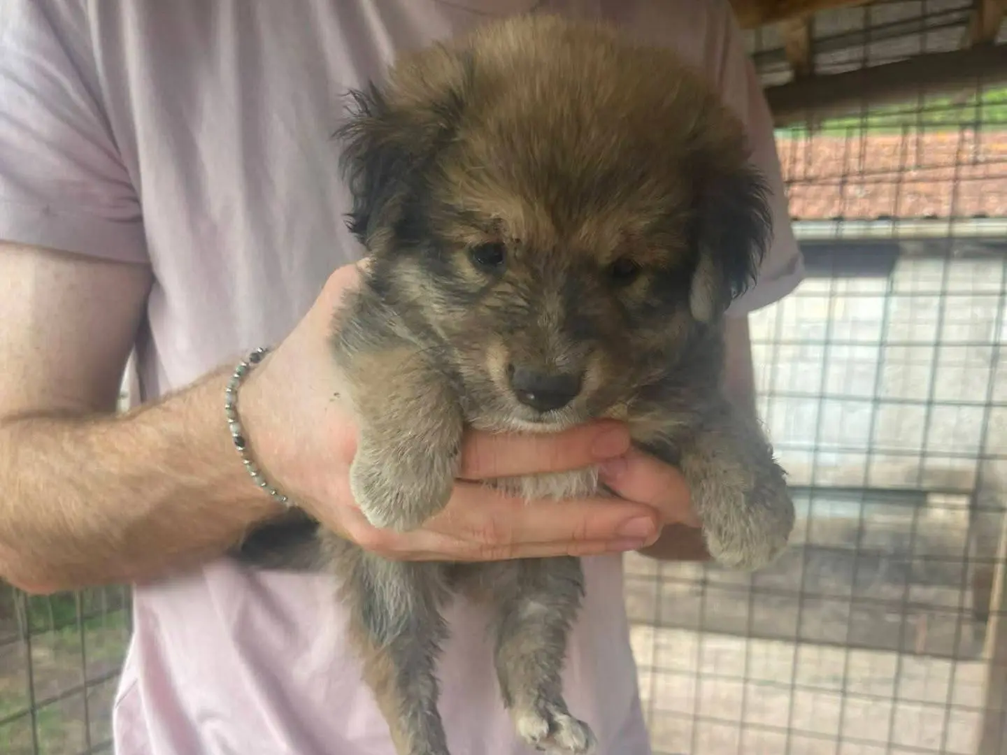Adotta un cane, maschio, 3 mesi, Frosinone