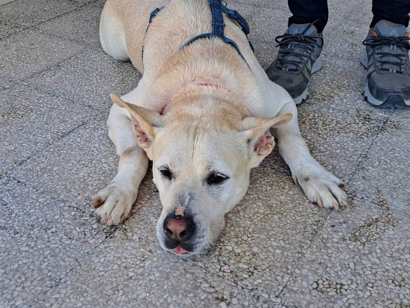Vuoi adottare un cane a Caserta?