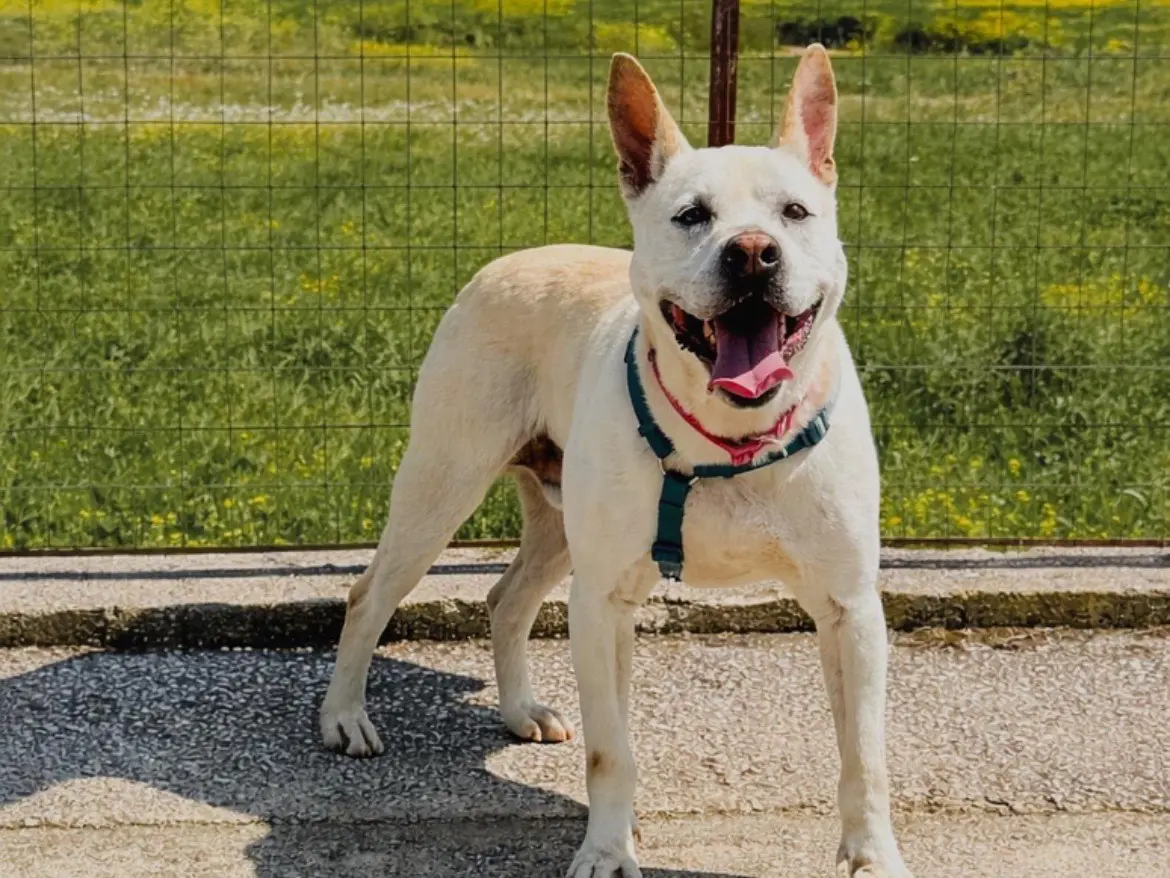 Adotta il cane STING a Caserta