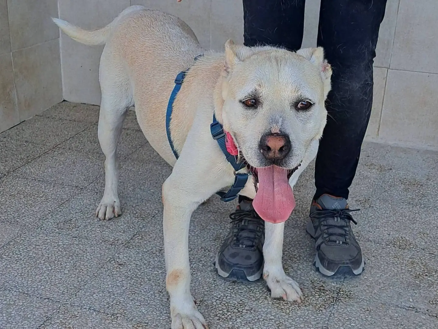Adotta un cane, taglia media, maschio, Caserta