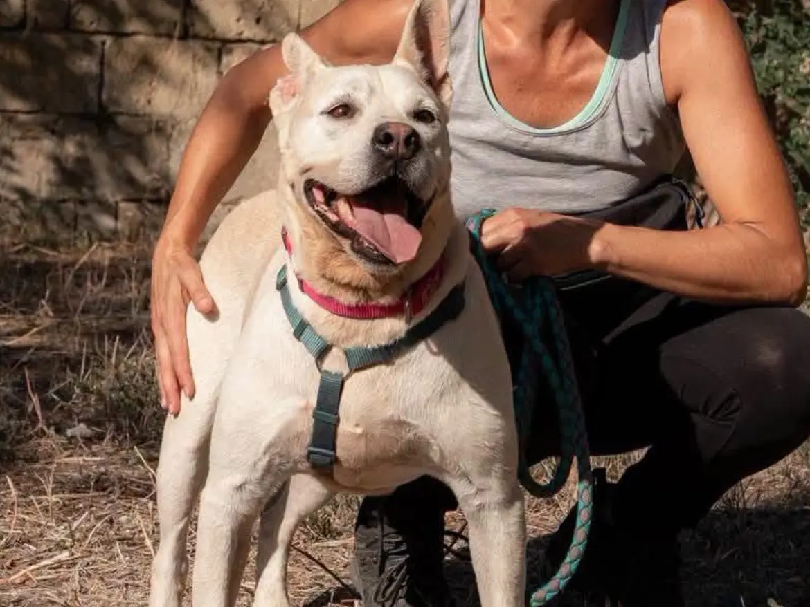 Adozione cane, maschio, Razza sconosciuta Razza sconosciuta, 8 anni e 11 mesi, taglia media, Caserta