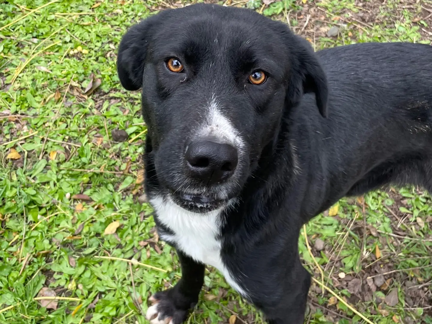 Adotta un cane, femmina, 3 anni e 8 mesi, Latina