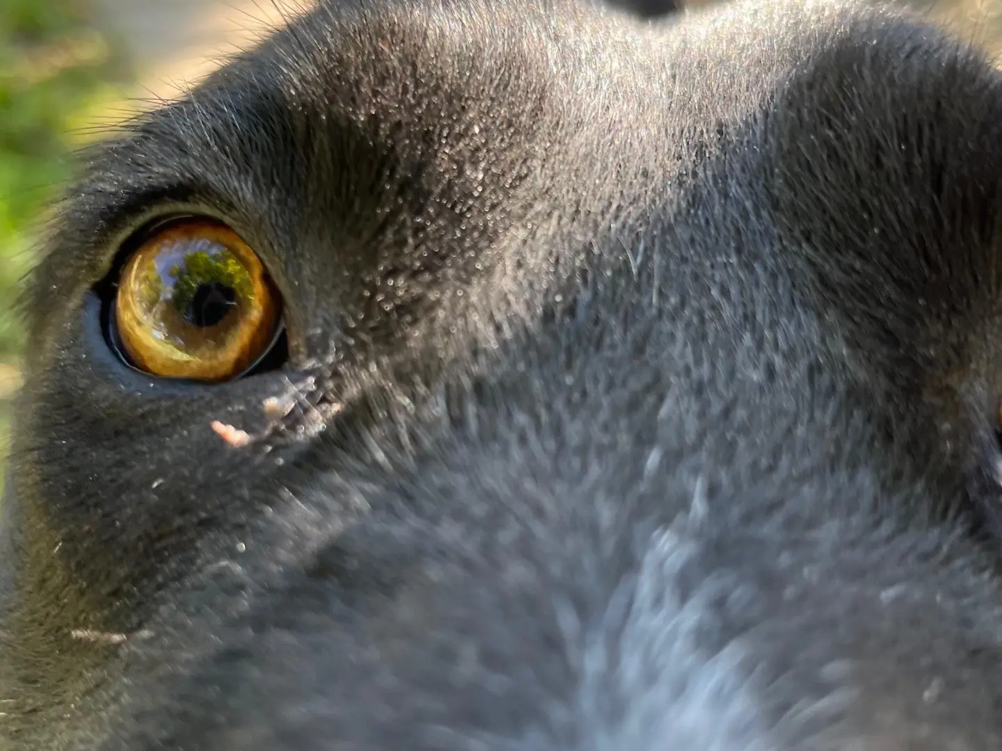 Vuoi adottare un cane a Latina?