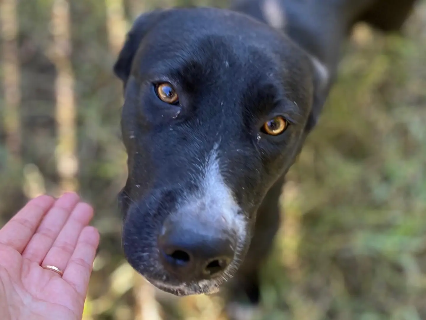 Adozione cane, femmina, Razza sconosciuta Razza sconosciuta, 3 anni e 8 mesi, taglia media contenuta, Latina