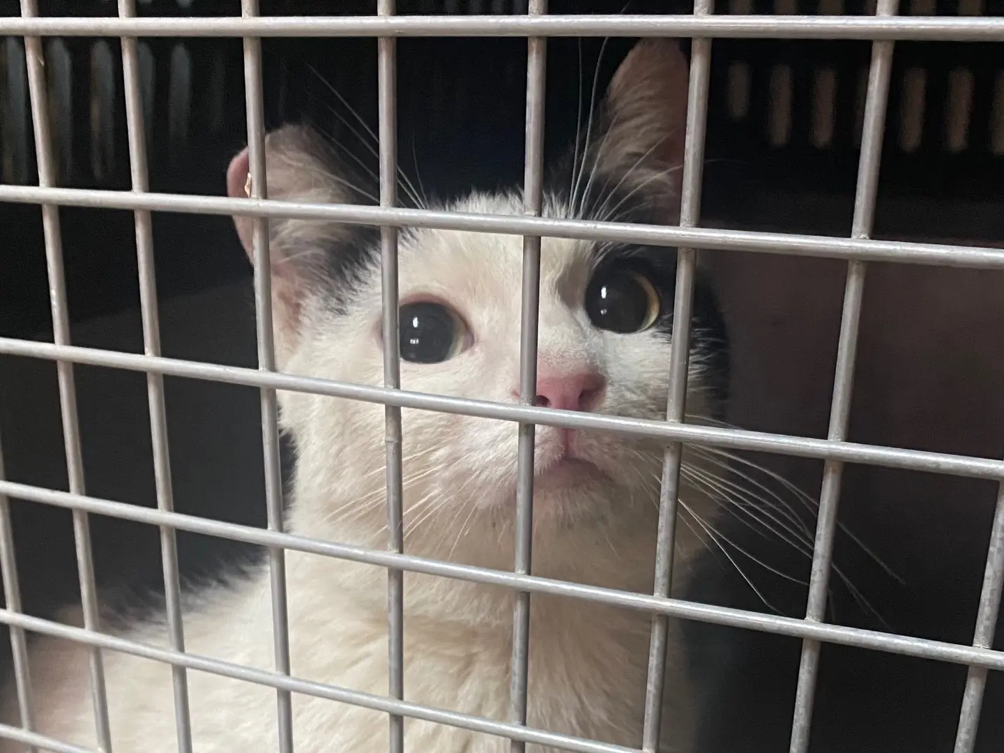 Vuoi adottare un gatto a Taranto?