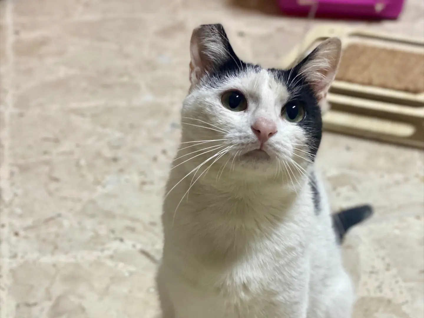 Adozione gatto, femmina, Razza sconosciuta Razza sconosciuta, 1 anno e 2 mesi, taglia non valida, Taranto