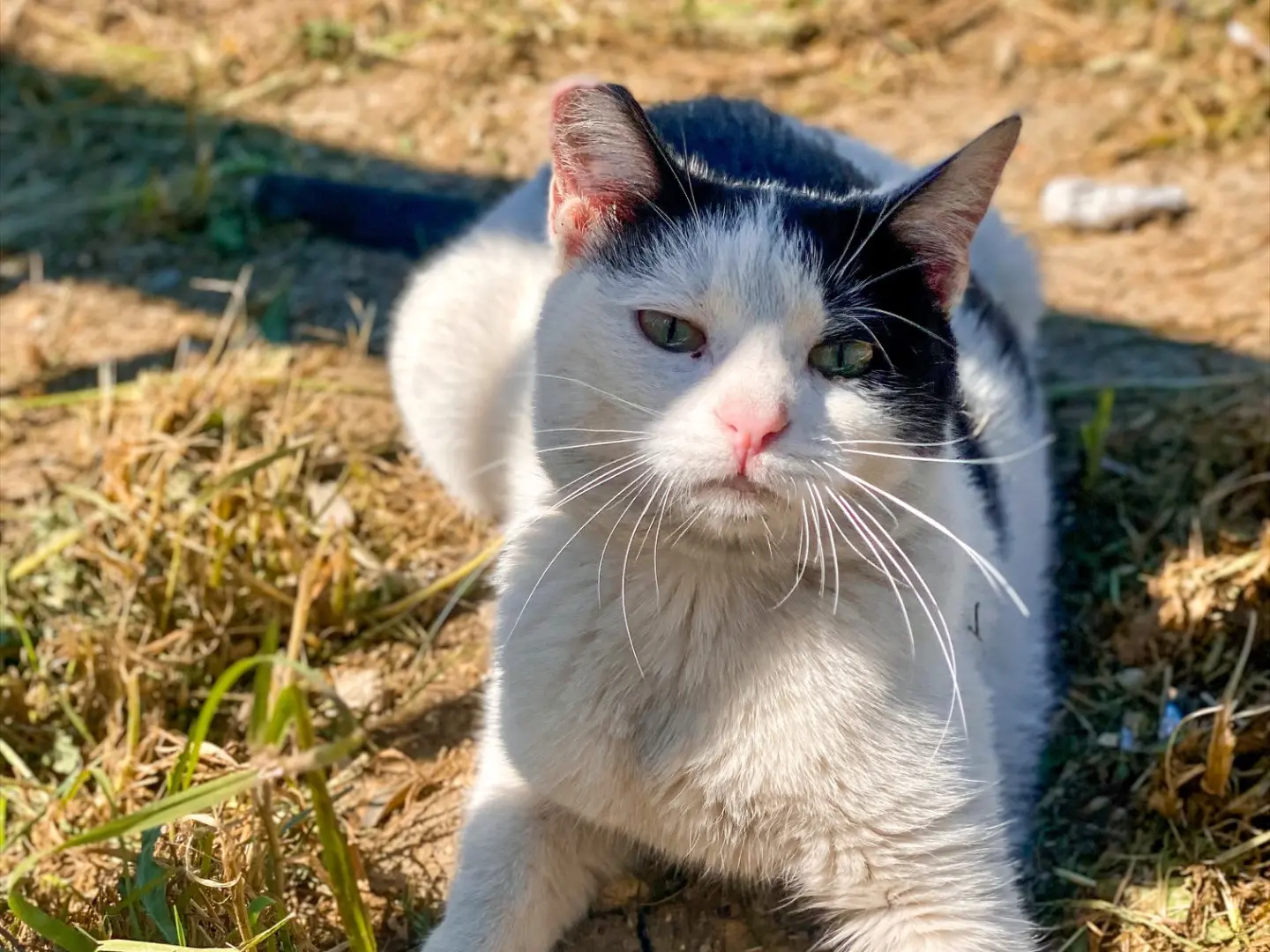 Adotta un gatto, taglia non valida, femmina, Taranto