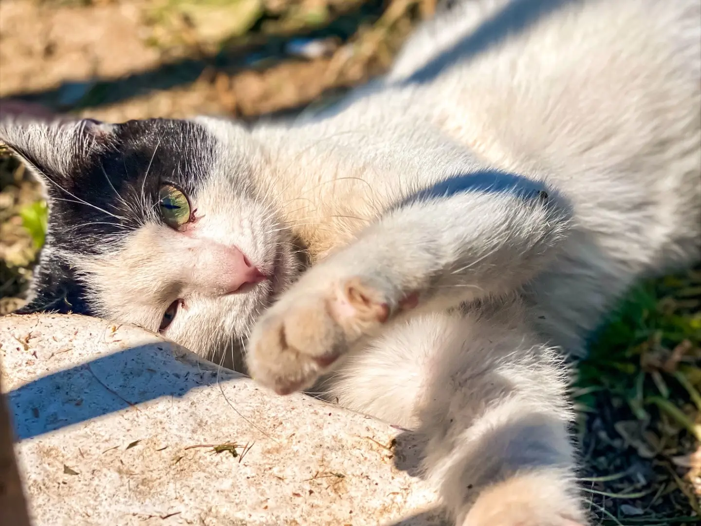 Adotta un gatto, femmina, 1 anno e 2 mesi, Taranto