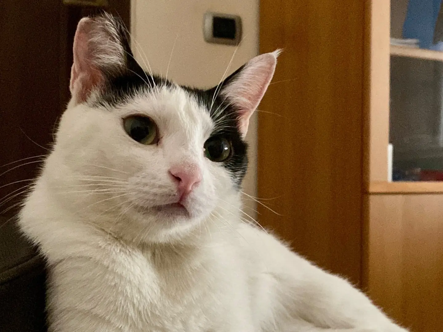 Adotta il gatto Bettina a Taranto