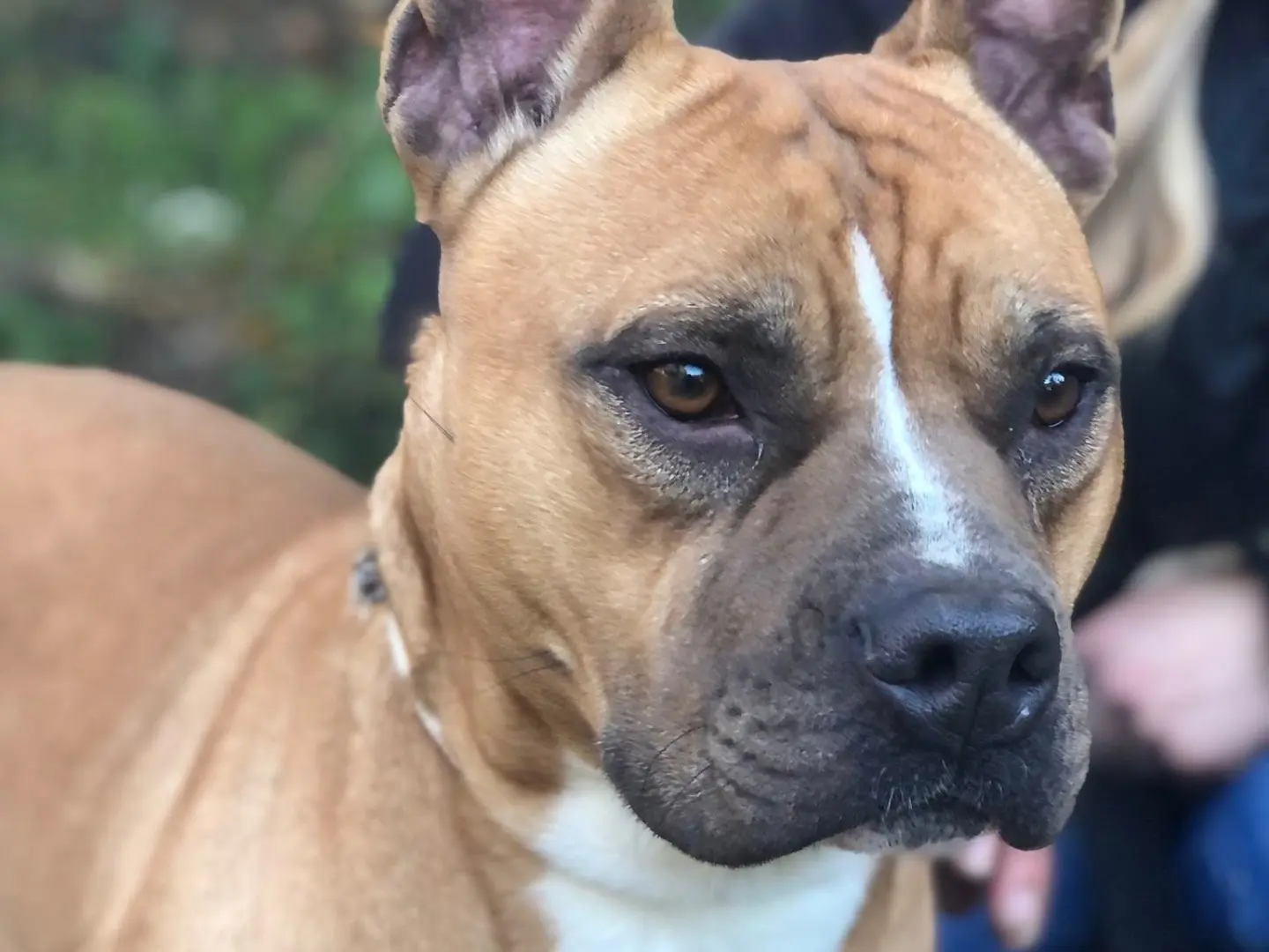 Adotta un cane, maschio, 3 anni e 4 mesi, Latina