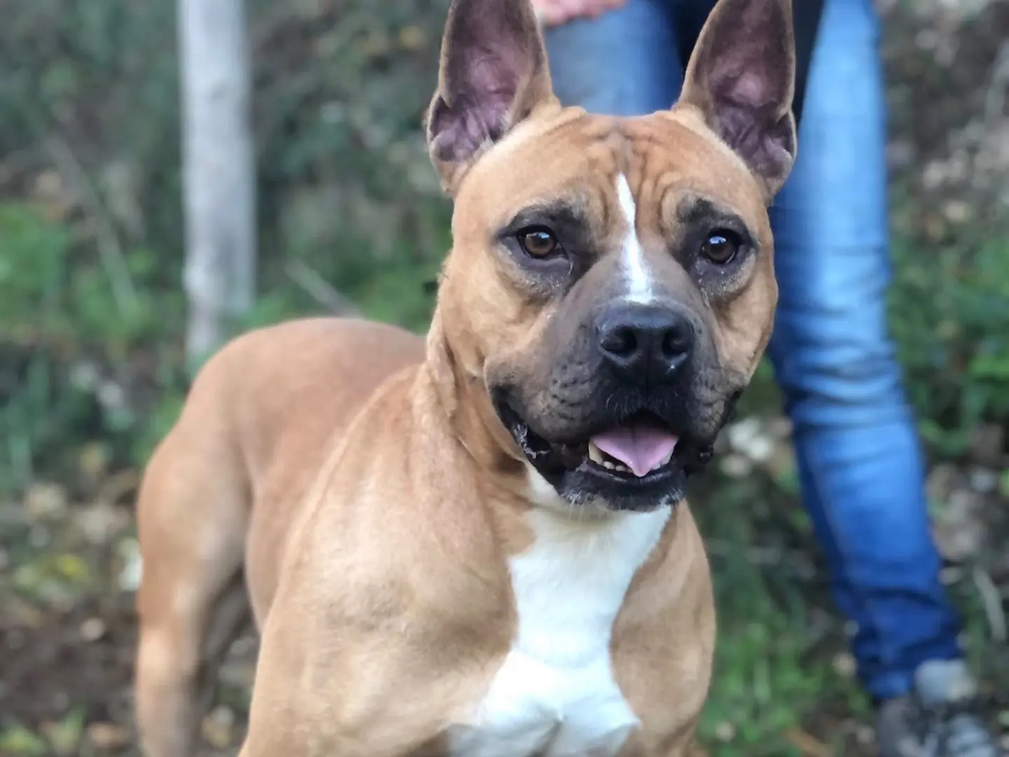 Adotta un cane, taglia media, maschio, Latina