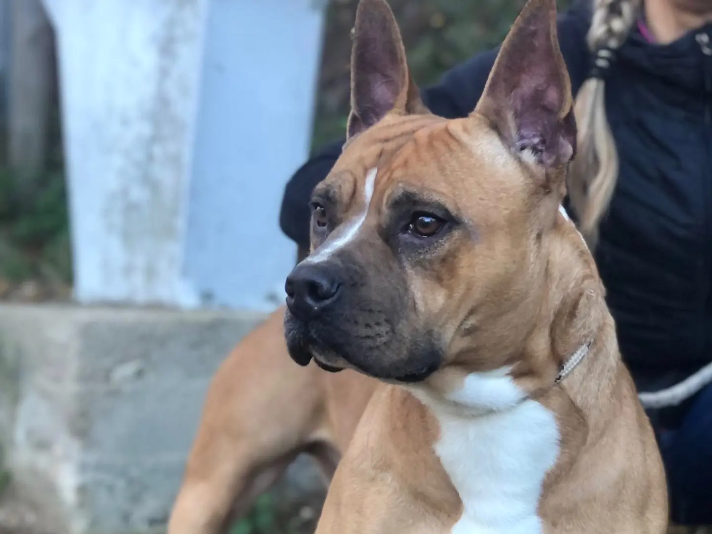 Vuoi adottare un cane a Latina?