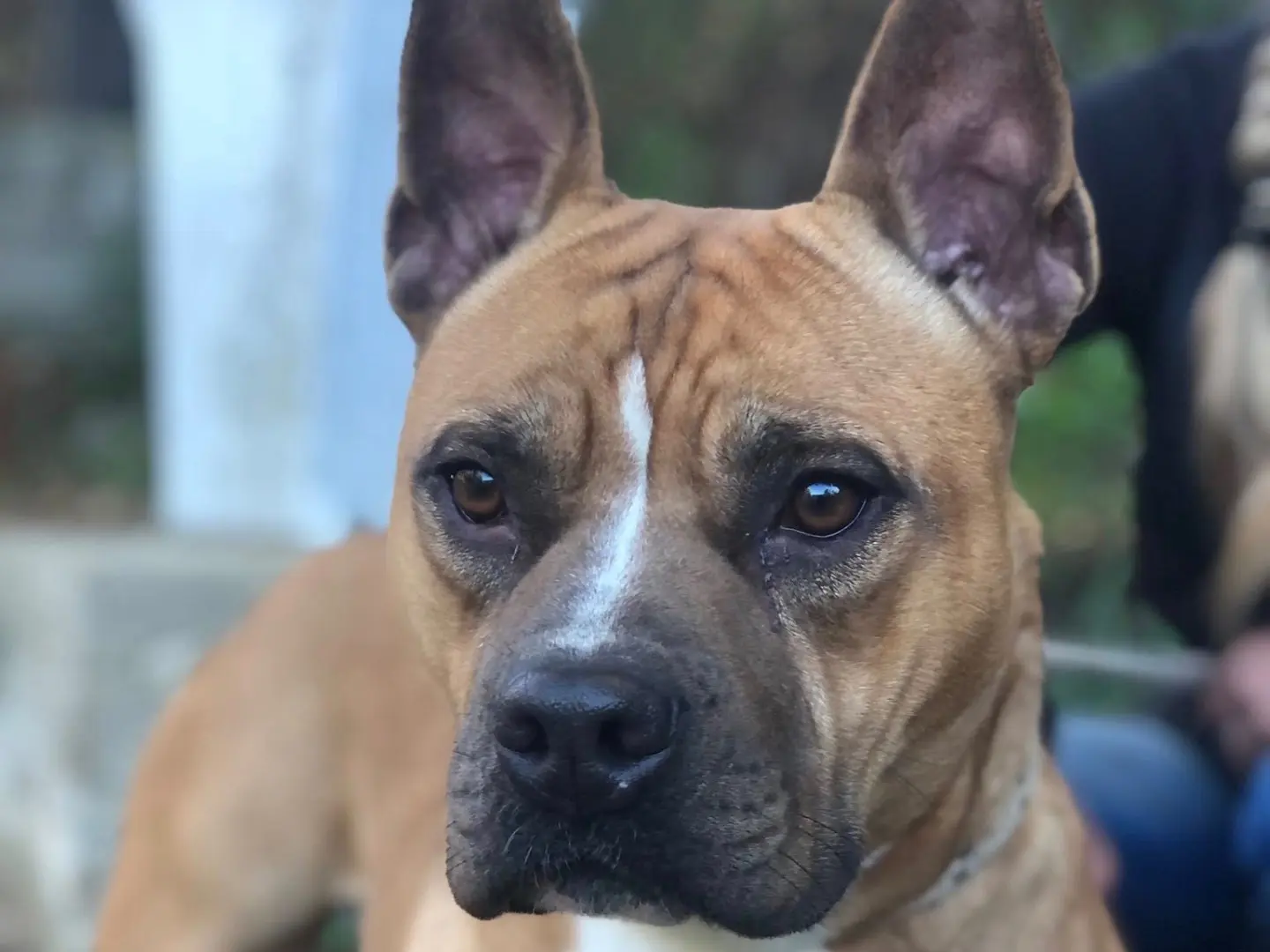Adozione cane, maschio, Razza sconosciuta Razza sconosciuta, 3 anni e 4 mesi, taglia media, Latina