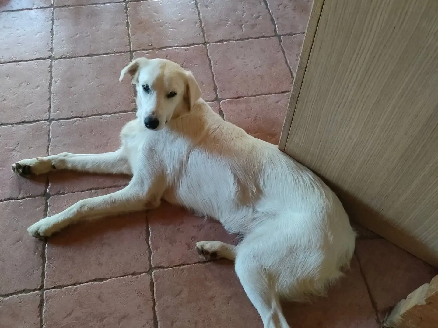 Adotta un cane, maschio, 1 anno, Latina