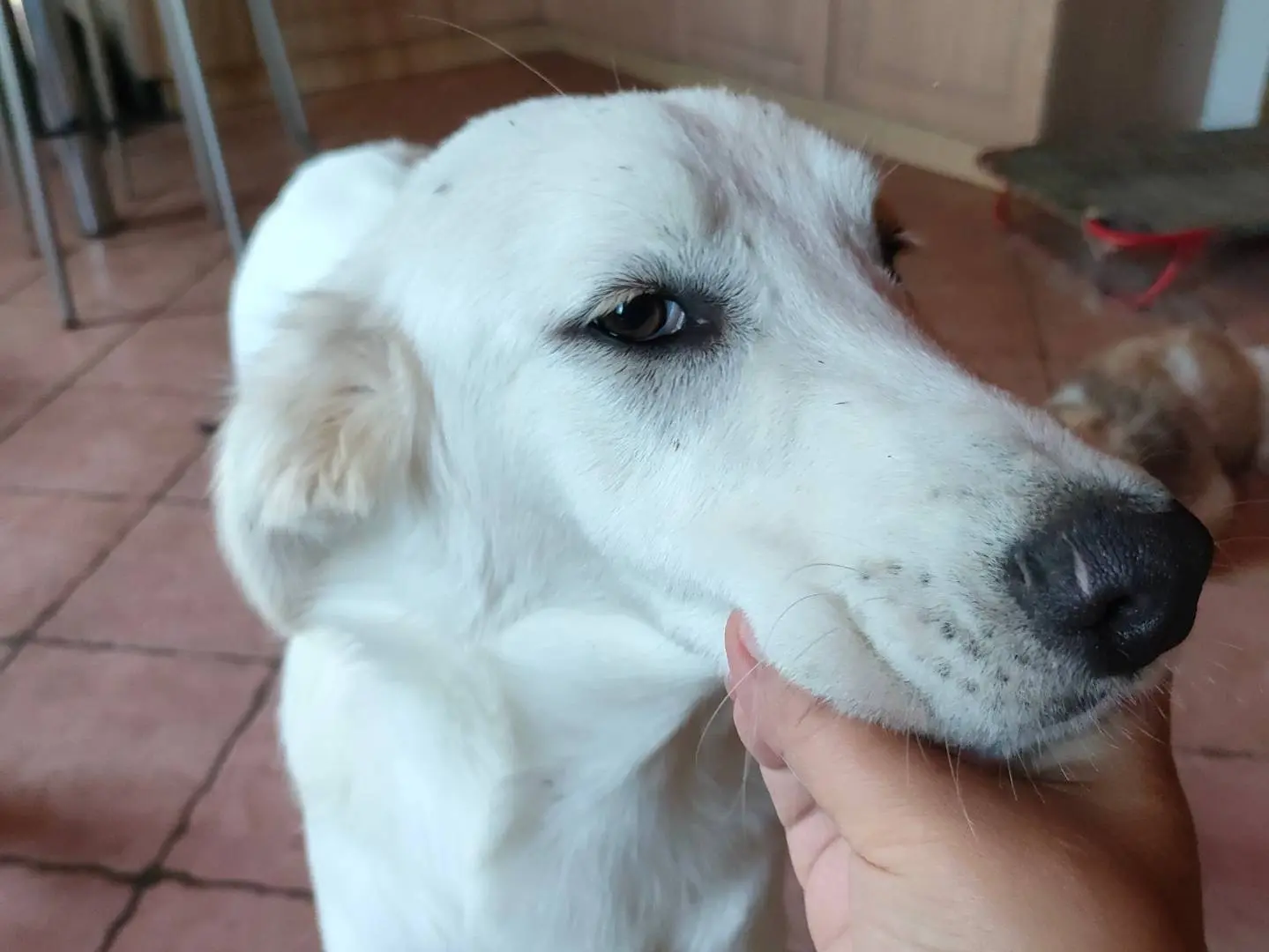 Vuoi adottare un cane a Latina?