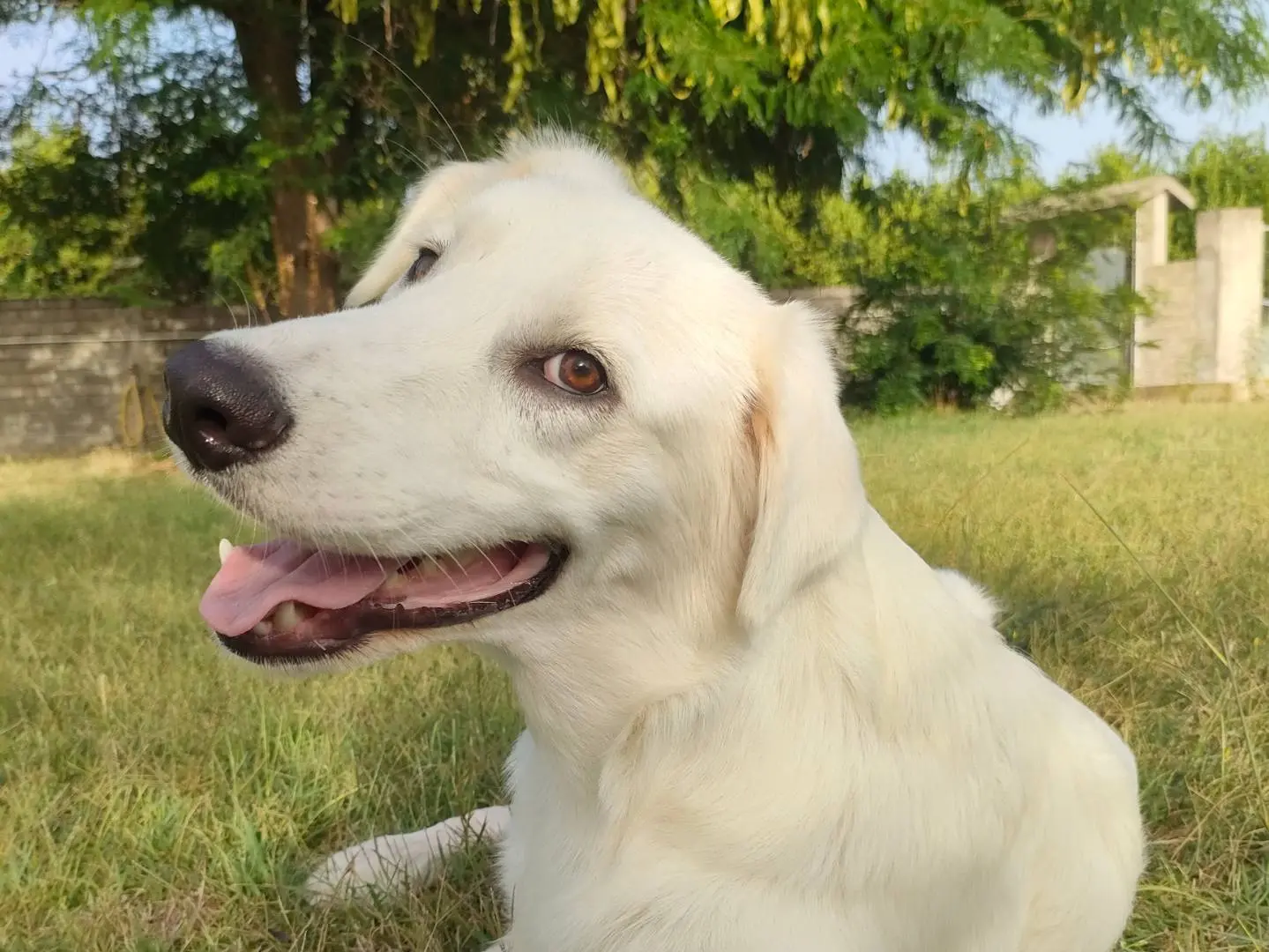 Adozione cane, maschio, Pastore maremmano Pastore maremmano, 1 anno, taglia media, Latina