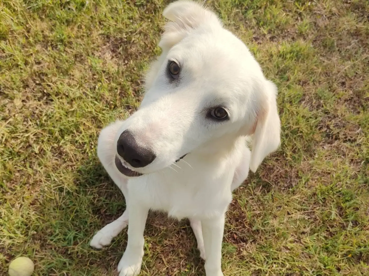 Adotta un cane, taglia media, maschio, Latina