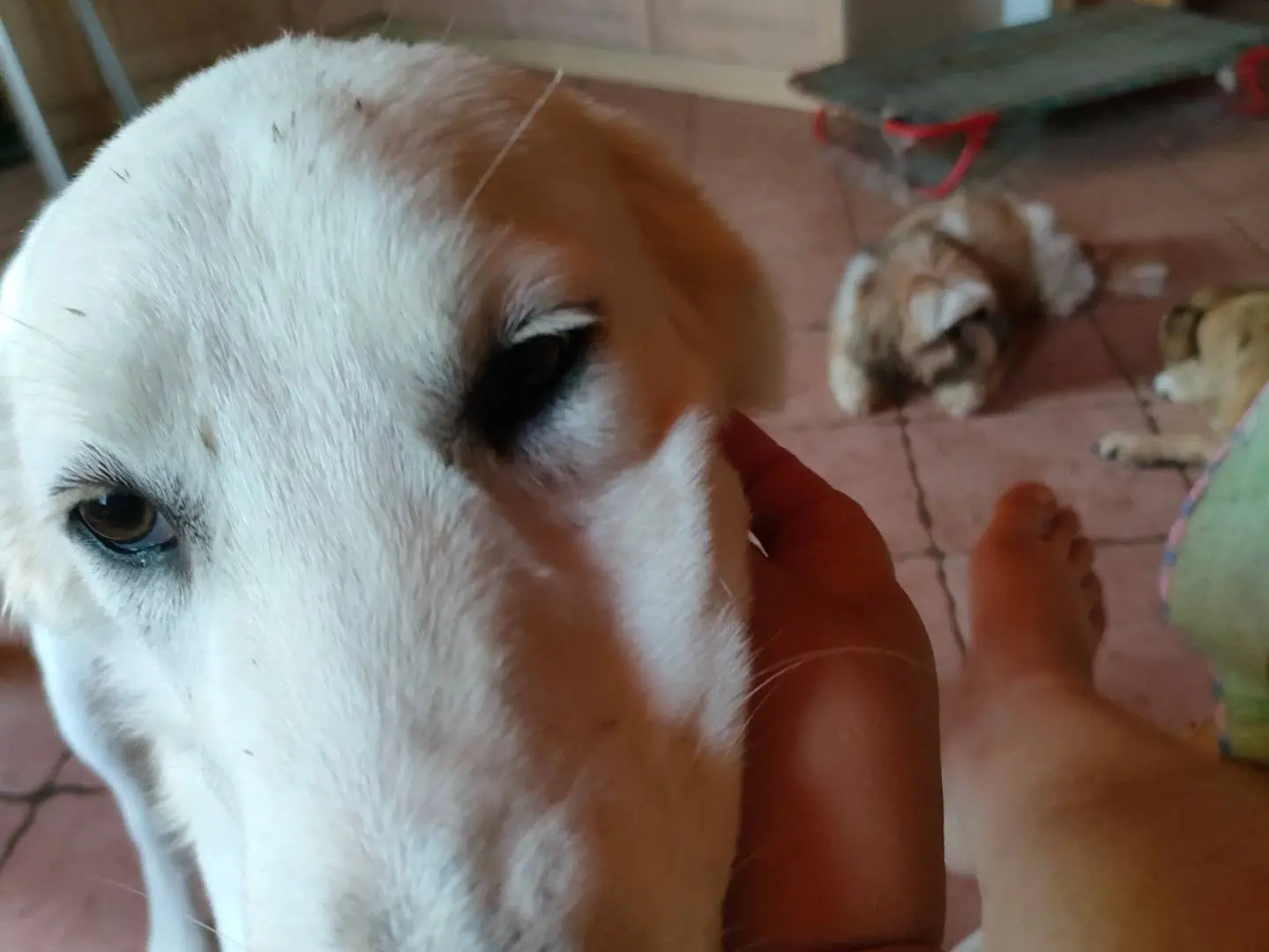 Adotta il cane Bob a Latina