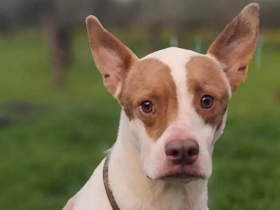 Adozione cane, maschio, Razza sconosciuta American Staffordshire Terrier, 7 anni e 1 mese, taglia media, Reggio