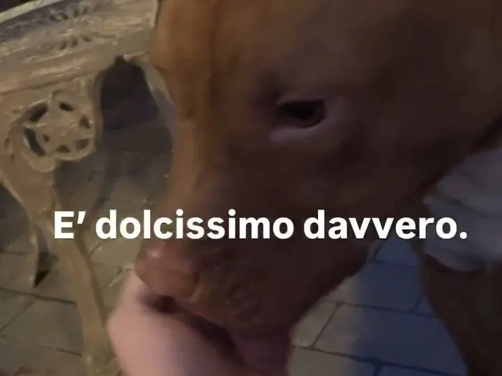 Foto 2 dell'animale