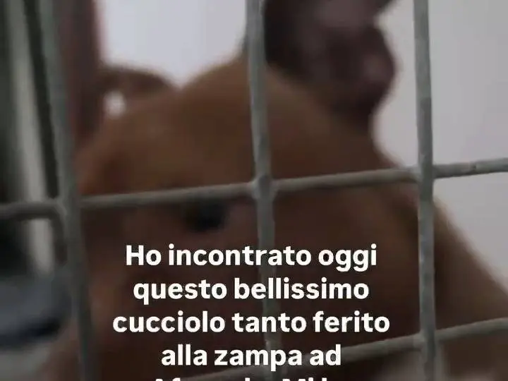 Foto 3 dell'animale