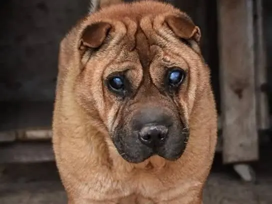 Adozione cane, maschio, Shar Pei Razza sconosciuta, 12 anni e 3 mesi, taglia media contenuta, Crotone