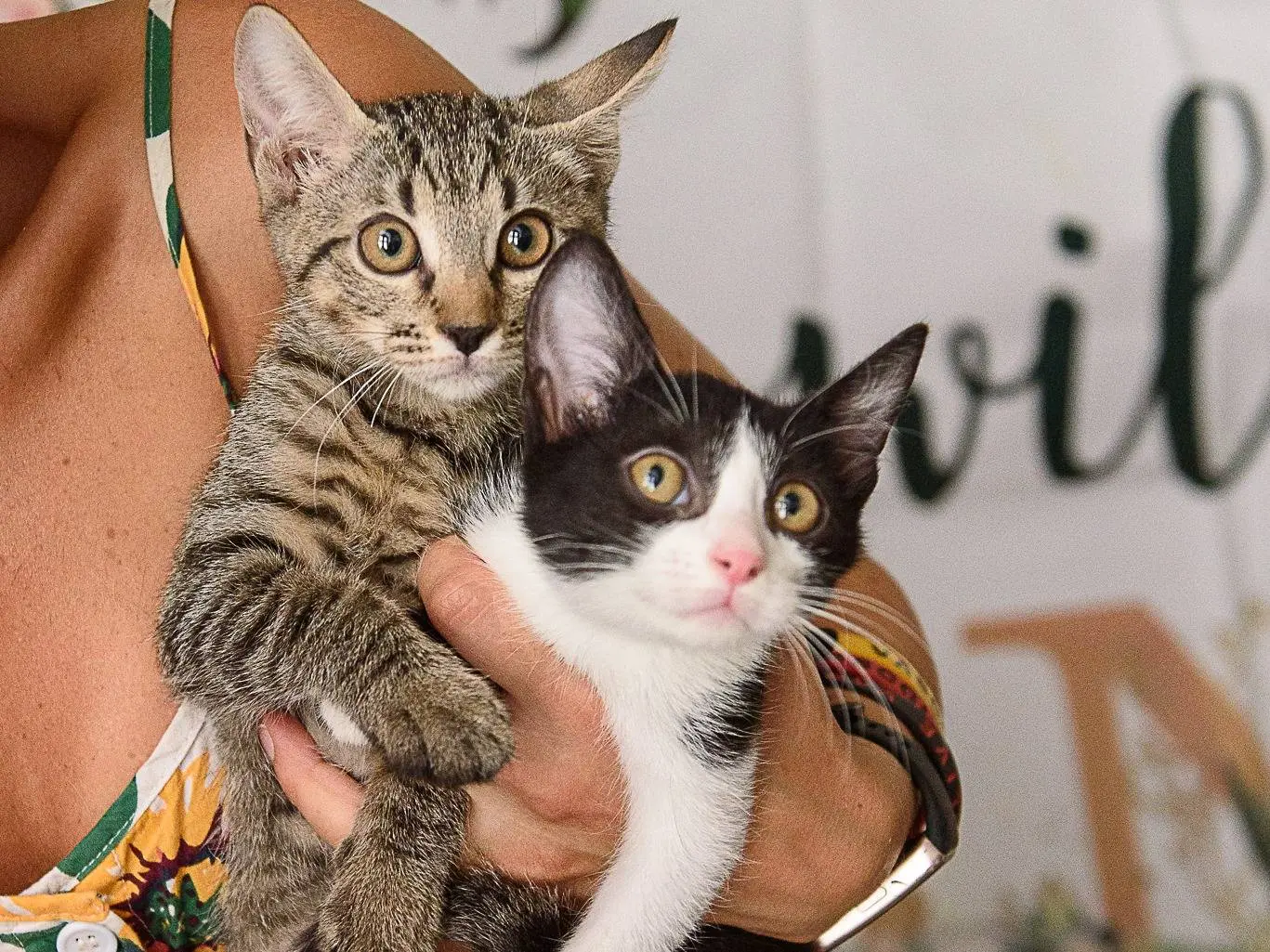 Vuoi adottare un gatto a Genova?