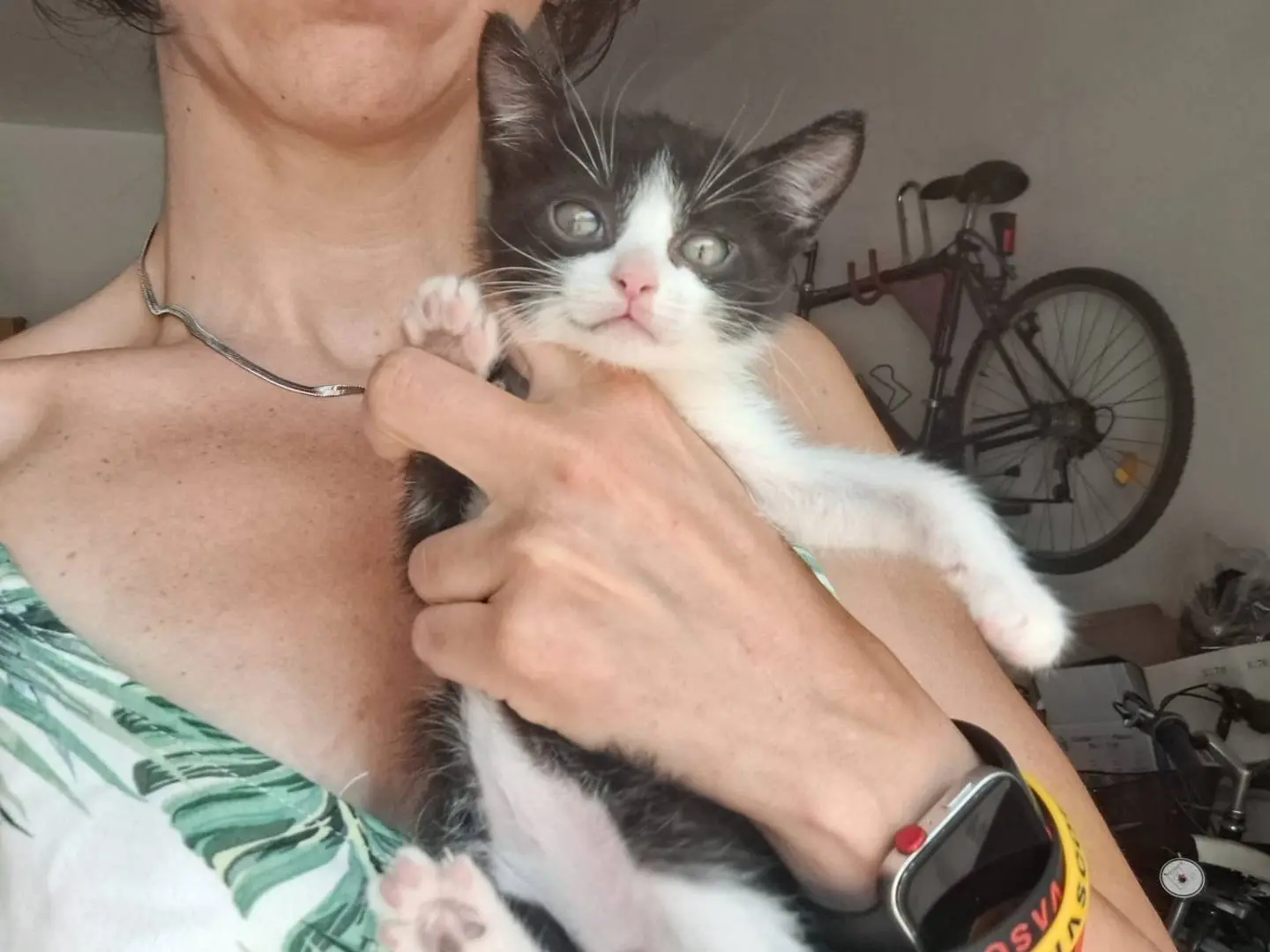 Adotta il gatto Bibì a Genova