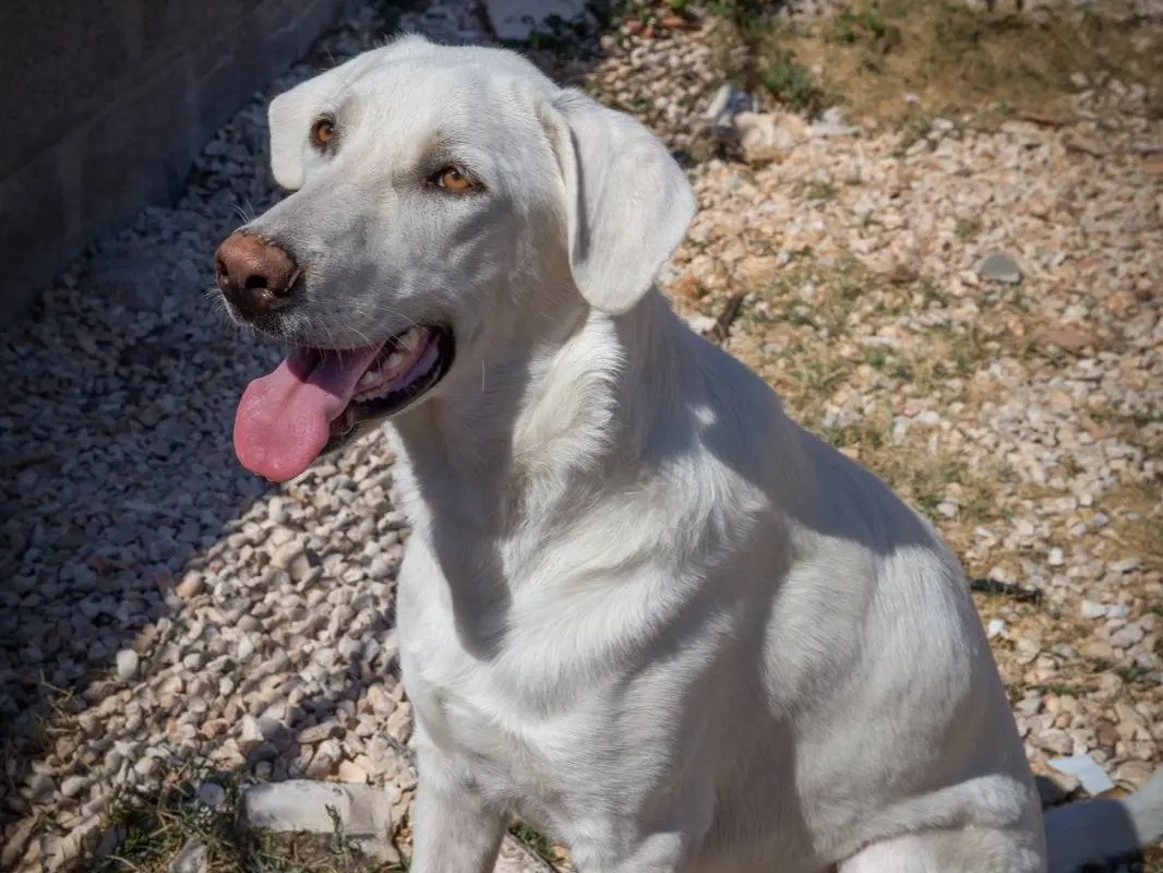 Adozione cane, maschio, Razza sconosciuta Razza sconosciuta, 2 anni, taglia gigante, Bari