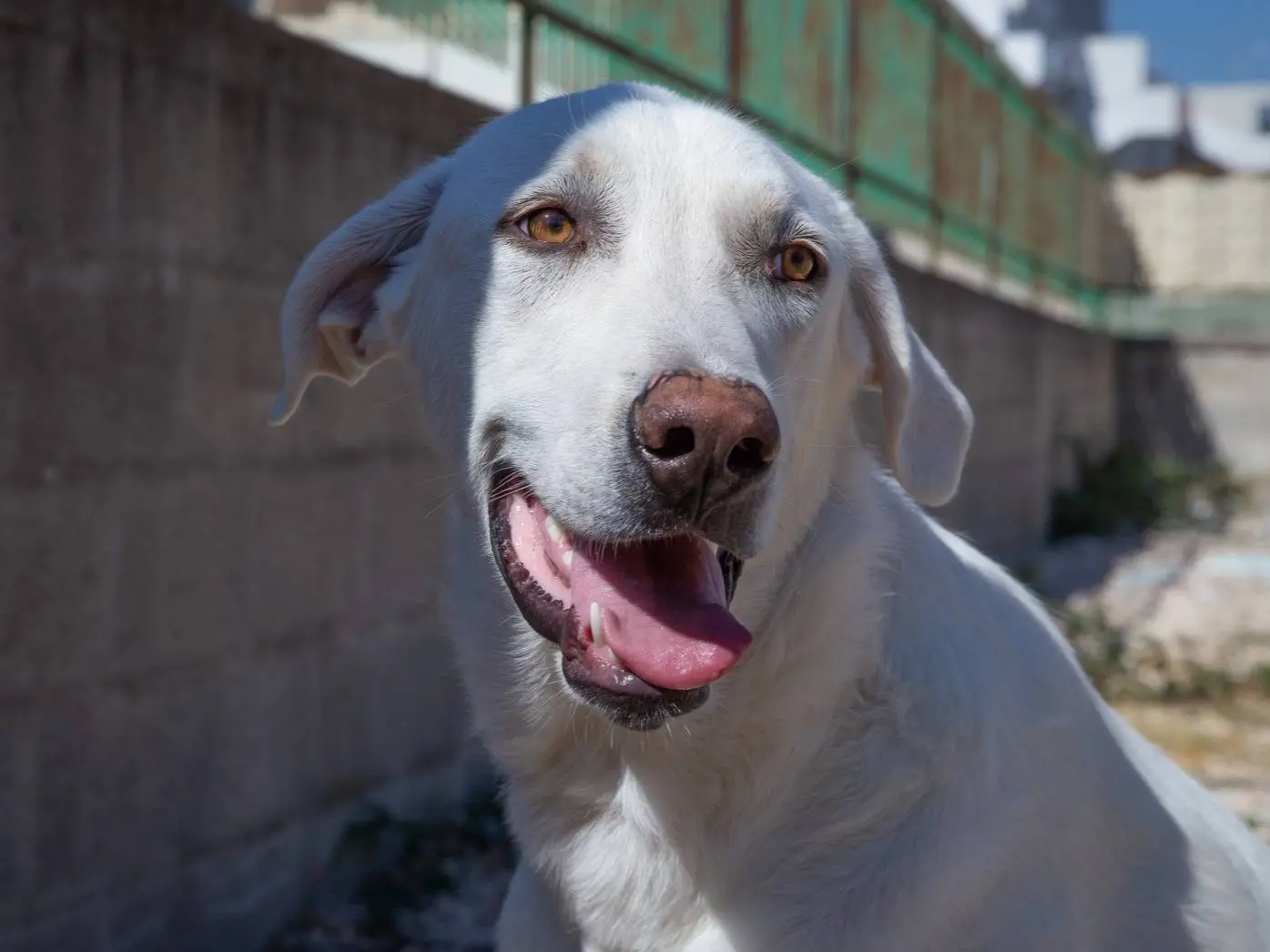 Adotta un cane, taglia gigante, maschio, Bari